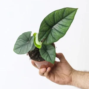 Alocasia Platinum Live Plant - Rare Blue Silver Indoor Foliage, 5–9 Inch - Image 3