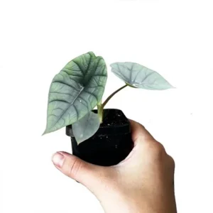Alocasia Platinum Live Plant - Rare Blue Silver Indoor Foliage, 5–9 Inch - Image 6