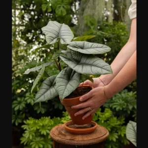 Alocasia Platinum Live Plant - Rare Blue Silver Indoor Foliage, 5–9 Inch - Image 7