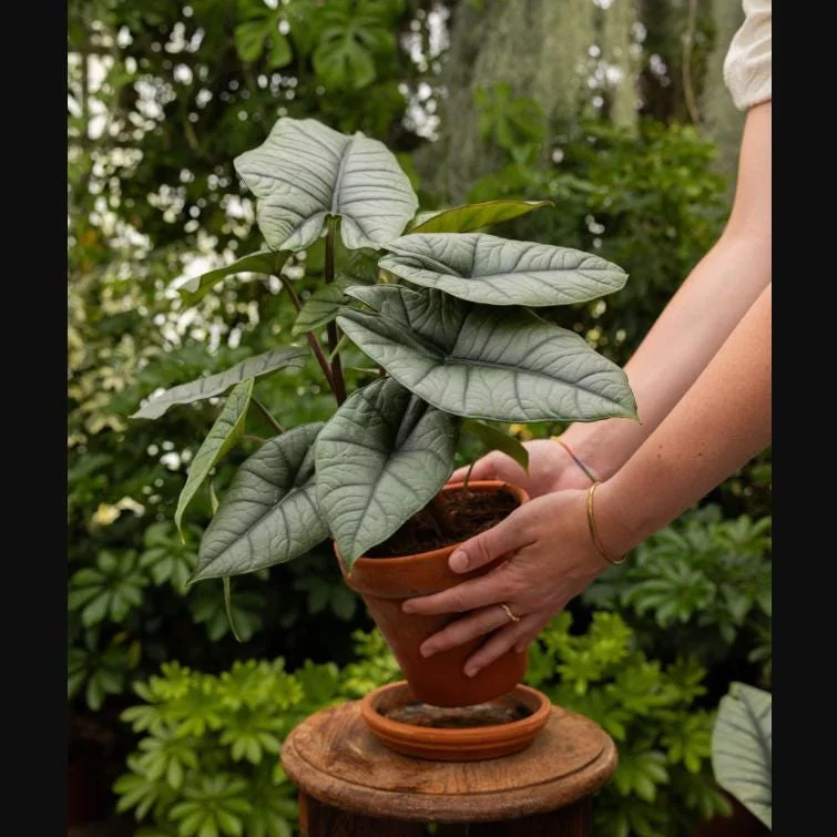 Alocasia Platinum Live Plant - Rare Blue Silver Indoor Foliage, 5–9 Inch - Image 7