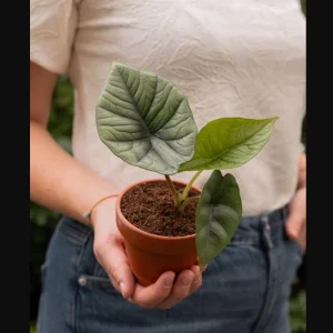 Alocasia Platinum Live Plant - Rare Blue Silver Indoor Foliage, 5–9 Inch - Image 8