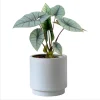 Alocasia Platinum Live Plant - Rare Blue Silver Indoor Foliage, 5–9 Inch - Image 1