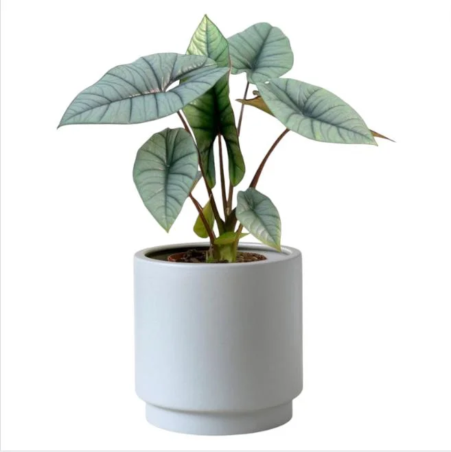Alocasia Platinum Live Plant - Rare Blue Silver Indoor Foliage, 5–9 Inch - Image 1