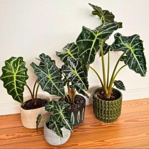 Amazonica Alocasia Live House Plant Starter, Tropical Foliage, 2 Feet Tall - Image 3