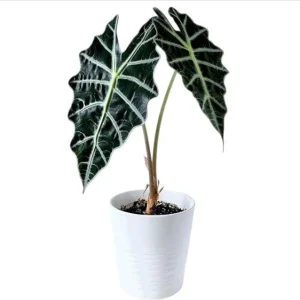 Amazonica Alocasia Live House Plant Starter, Tropical Foliage, 2 Feet Tall - Image 4