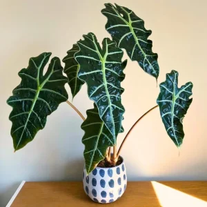 Amazonica Alocasia Live House Plant Starter, Tropical Foliage, 2 Feet Tall - Image 1