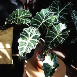 Amazonica Alocasia Live House Plant Starter, Tropical Foliage, 2 Feet Tall - Image 7