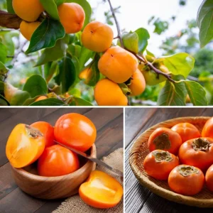 American Persimmon Bare Root for Planting – Sweet Fruit Tree – 6-12 Inch Tall - Image 6