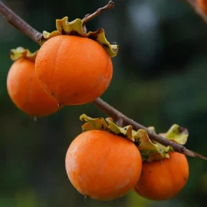 American Persimmon Bare Root for Planting – Sweet Fruit Tree – 6-12 Inch Tall - Image 9