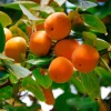 American Persimmon Tree Seeds - 20 Pack, Diospyros Virginiana, Drought Tolerant Fruit Tree Seeds - Image 1