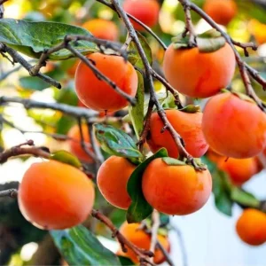 American Persimmon Tree Seeds - 20 Pack, Diospyros Virginiana, Drought Tolerant Fruit Tree Seeds - Image 3