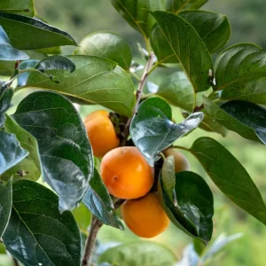 American Persimmon Tree Seeds - 20 Pack, Diospyros Virginiana, Drought Tolerant Fruit Tree Seeds - Image 8