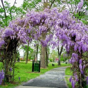 Amethyst Falls Wisteria Live Starter Plant - Fast-Growing Purple Flowering Vine, 10-20 Inch Tall, Bare Root - Image 2