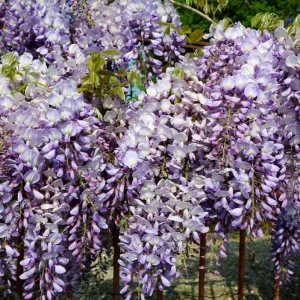 Amethyst Falls Wisteria Live Starter Plant - Fast-Growing Purple Flowering Vine, 10-20 Inch Tall, Bare Root - Image 3