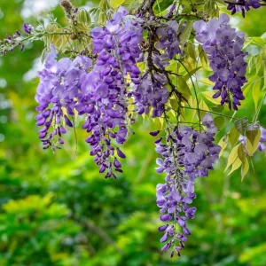 Amethyst Falls Wisteria Live Starter Plant - Fast-Growing Purple Flowering Vine, 10-20 Inch Tall, Bare Root - Image 5