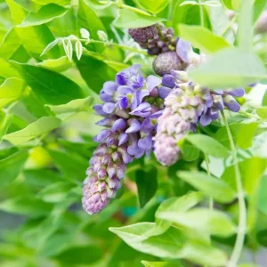 Amethyst Falls Wisteria Live Starter Plant - Fast-Growing Purple Flowering Vine, 10-20 Inch Tall, Bare Root - Image 6