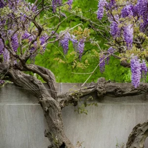 Amethyst Falls Wisteria Live Starter Plant - Fast-Growing Purple Flowering Vine, 10-20 Inch Tall, Bare Root - Image 7