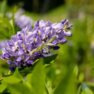 Amethyst Falls Wisteria Live Starter Plant - Fast-Growing Purple Flowering Vine, 10-20 Inch Tall, Bare Root - Image 9