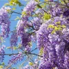 Amethyst Falls Wisteria Live Starter Plant - Fast-Growing Purple Flowering Vine, 10-20 Inch Tall, Bare Root - Image 1