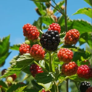 Apache Thornless Blackberry Plant – Bare Root Starter – 4-8 Inch Tall Edible Fruit Bush - Image 3