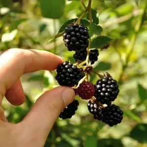 Apache Thornless Blackberry Plant – Bare Root Starter – 4-8 Inch Tall Edible Fruit Bush - Image 5