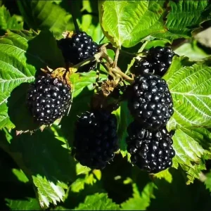 Apache Thornless Blackberry Plant – Bare Root Starter – 4-8 Inch Tall Edible Fruit Bush - Image 6