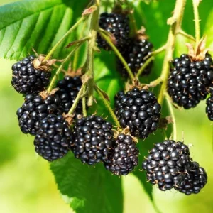Apache Thornless Blackberry Plant – Bare Root Starter – 4-8 Inch Tall Edible Fruit Bush - Image 7