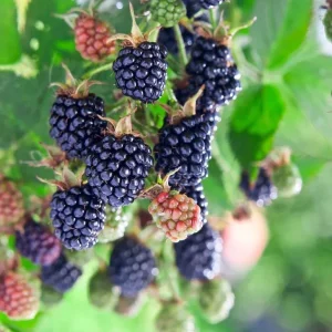 Apache Thornless Blackberry Plant – Bare Root Starter – 4-8 Inch Tall Edible Fruit Bush - Image 9