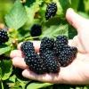 Apache Thornless Blackberry Plant – Bare Root Starter – 4-8 Inch Tall Edible Fruit Bush - Image 1