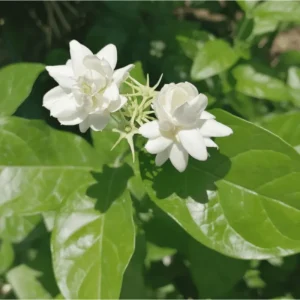 Arabic Jasmine Live Plant, Fragrant White Flowers, 8-10 Inches Tall in 4