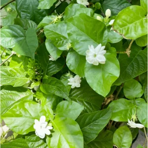 Arabic Jasmine Live Plant, Fragrant White Flowers, 8-10 Inches Tall in 4