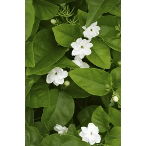 Arabic Jasmine Live Plant, Fragrant White Flowers, 8-10 Inches Tall in 4