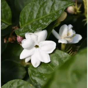 Arabic Jasmine Live Plant, Fragrant White Flowers, 8-10 Inches Tall in 4