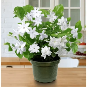 Arabic Jasmine Live Plant, Fragrant White Flowers, 8-10 Inches Tall in 4
