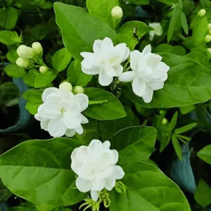Arabic Jasmine Live Plant, Fragrant White Flowers, 8-10 Inches Tall in 4