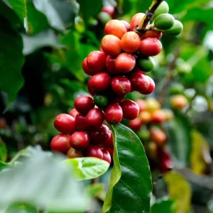 Arabica Coffee Live Plant Starter – 4-9 Inch Tall – Indoor/Outdoor - Image 2