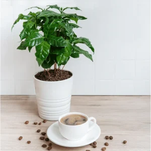 Arabica Coffee Live Plant Starter – 4-9 Inch Tall – Indoor/Outdoor Shrub - Image 4