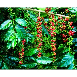 Arabica Coffee Live Plant Starter – 4-9 Inch Tall – Indoor/Outdoor Shrub - Image 5