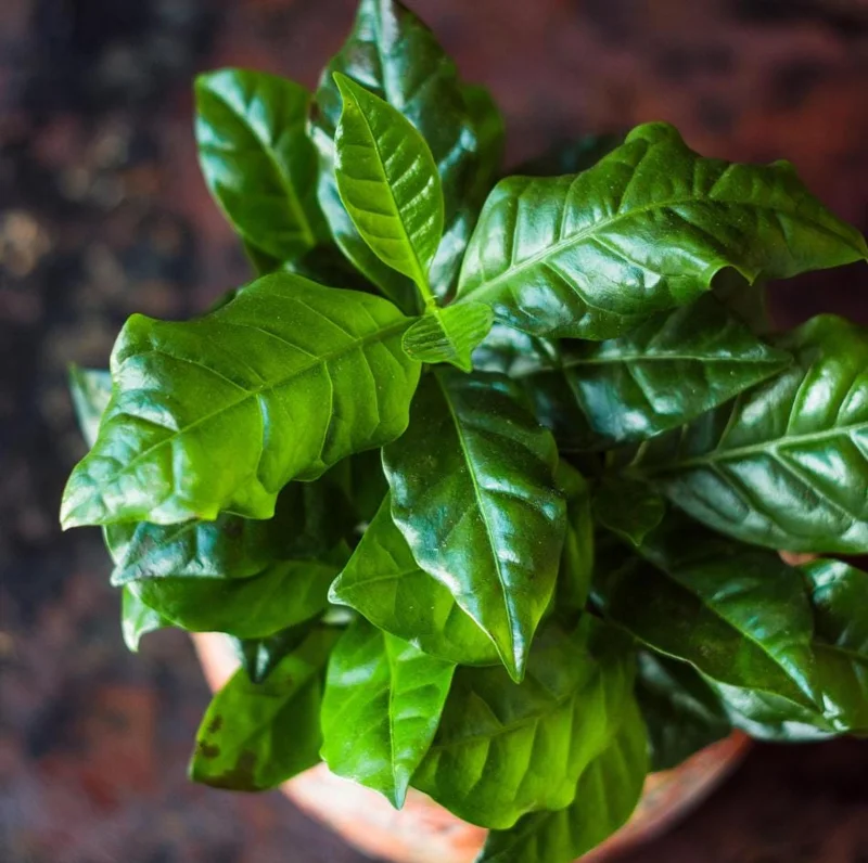 Arabica Coffee Live Plant Starter – 4-9 Inch Tall – Indoor/Outdoor - Image 5