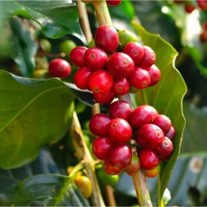 Arabica Coffee Live Plant Starter – 4-9 Inch Tall – Indoor/Outdoor Shrub - Image 6