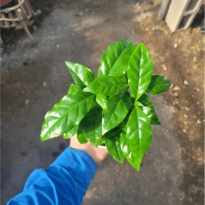 Arabica Coffee Live Plant Starter – 4-9 Inch Tall – Indoor/Outdoor Shrub - Image 7