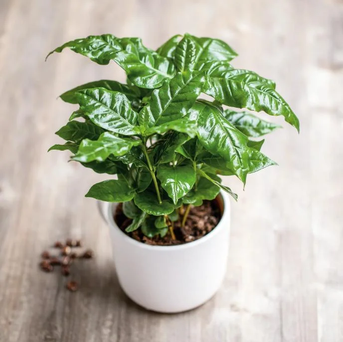 Arabica Coffee Live Plant Starter – 4-9 Inch Tall – Indoor/Outdoor - Image 7