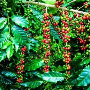 Arabica Coffee Live Plant Starter – 4-9 Inch Tall – Indoor/Outdoor - Image 8