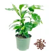 Arabica Coffee Live Plant Starter – 4-9 Inch Tall – Indoor/Outdoor Shrub - Image 1