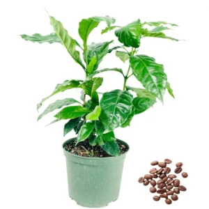 Arabica Coffee Live Plant Starter – 4-9 Inch Tall – Indoor/Outdoor Shrub - Image 1