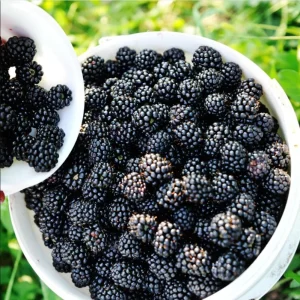 Arapaho Thornless Blackberry Live Plants - 2 Pack, 4-8 Inch Tall Berry Shrub - Image 2