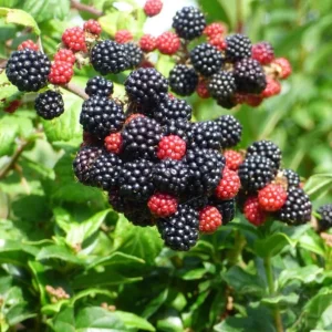 Arapaho Thornless Blackberry Live Plants - 2 Pack, 4-8 Inch Tall Berry Shrub - Image 4