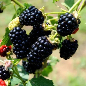 Arapaho Thornless Blackberry Live Plants - 2 Pack, 4-8 Inch Tall Berry Shrub - Image 5