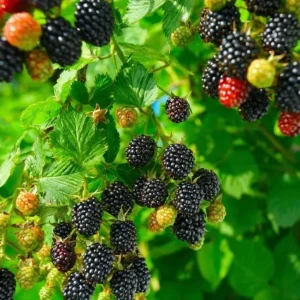 Arapaho Thornless Blackberry Live Plants - 2 Pack, 4-8 Inch Tall Berry Shrub - Image 6