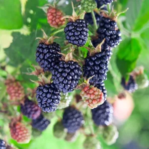 Arapaho Thornless Blackberry Live Plants - 2 Pack, 4-8 Inch Tall Berry Shrub - Image 8
